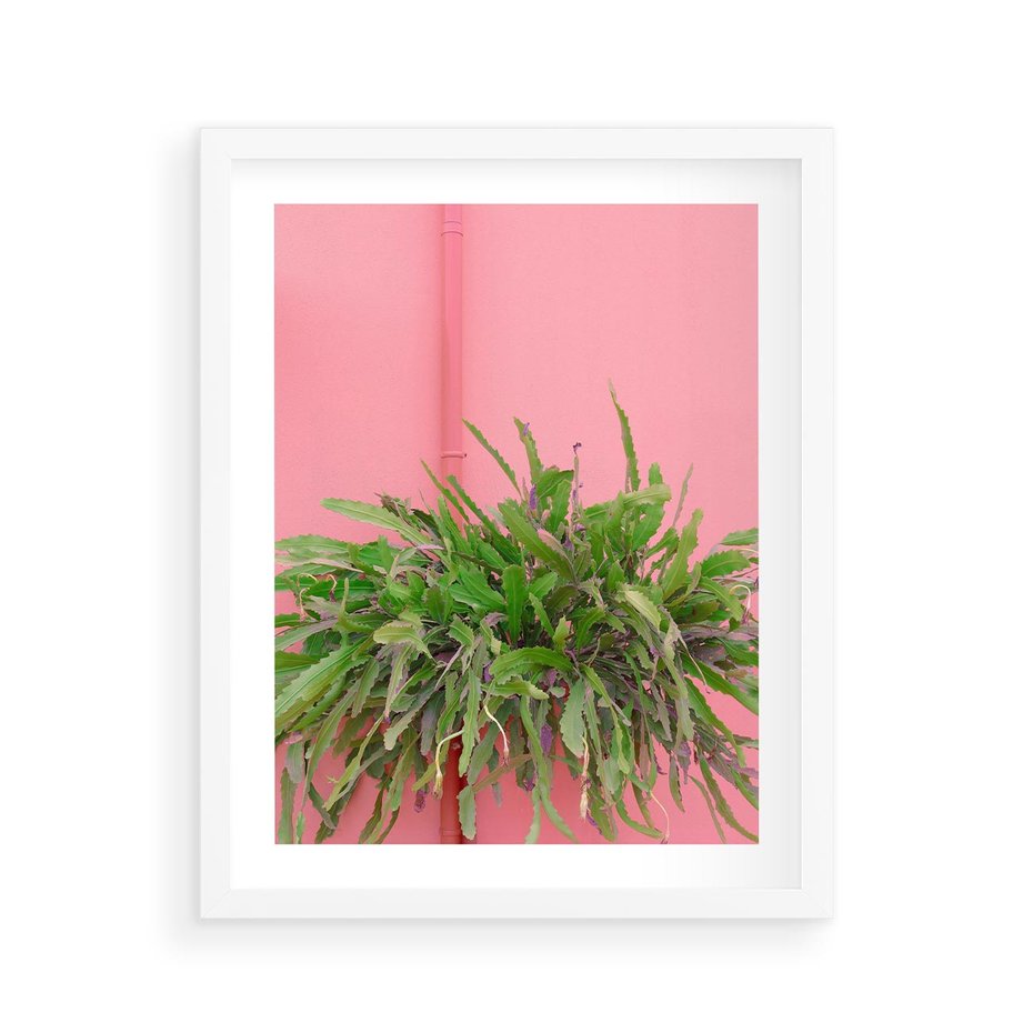 Plakat w ramie 40x50 - Fotografia Rośliny z Różowym Tłem - fotografia, zielona roślina na tle różwj ściany - rama biała