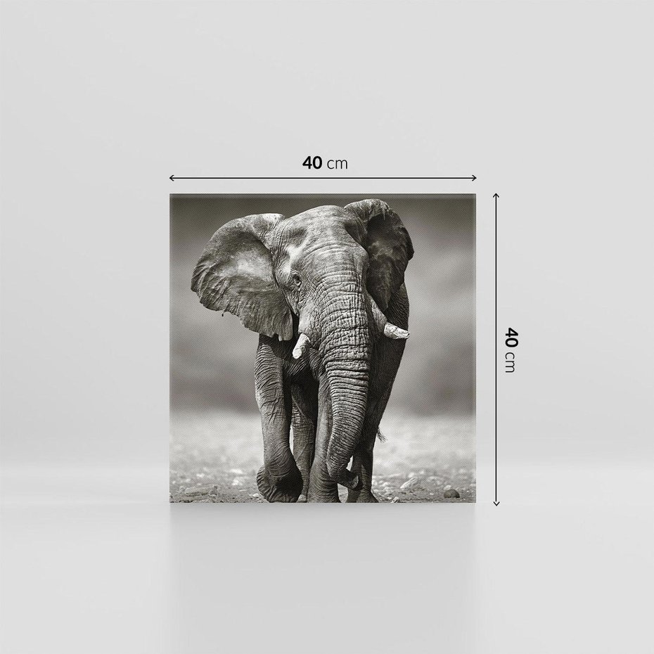 Obraz na płótnie 40x40 - Majestatyczny słoń Afryki - słoń, Afryka