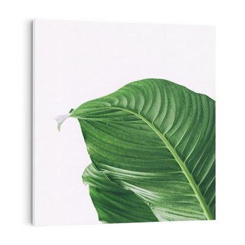 Obraz na płótnie 40x40 - Zielone liście monstery - liście, monstera