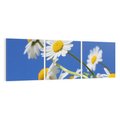 Obraz na płótnie 120x40 - Stokrotkowe pola - stokrotki, kwiaty