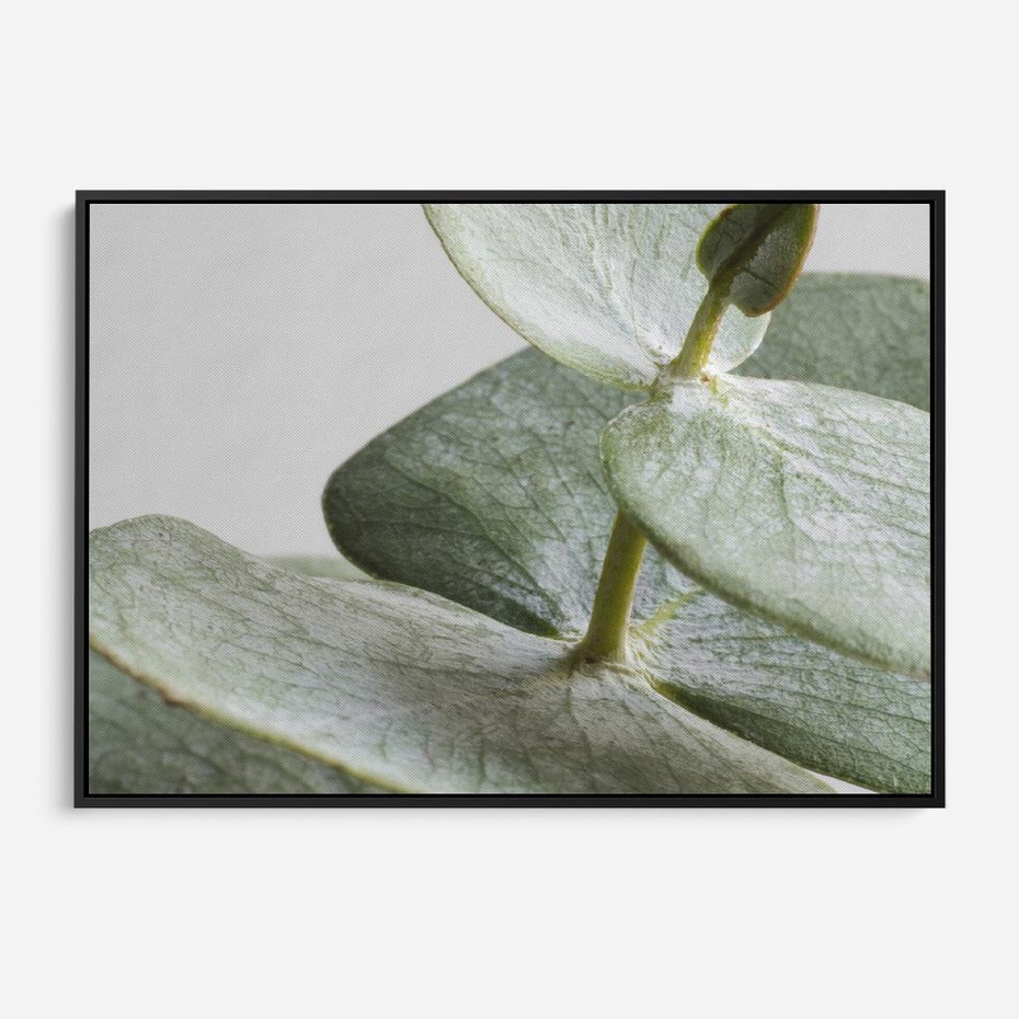Obraz w ramie 100x70 - Eukaliptusowa zieleń - eukaliptus, zielone - rama czarna