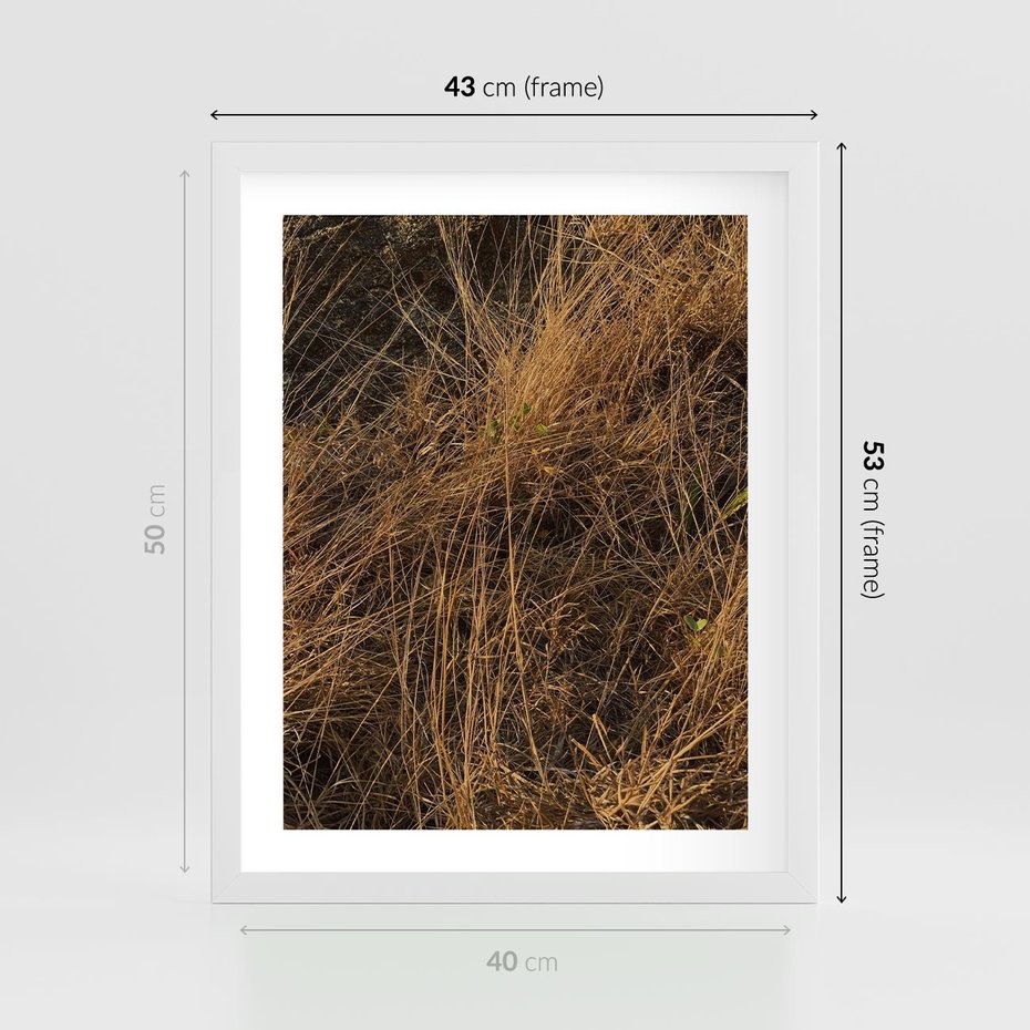 Plakat w ramie 40x50 - Szlachetna Suchość Traw - trawy, suche trawy - rama biała
