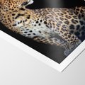 Plakat bez ramy 21x30 - Elegancja Jaguarowej Pantery - jaguar, pantera
