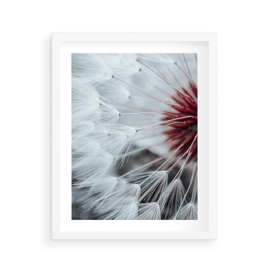 Plakat w ramie 40x50 - Makro Magii Natury - dmuchawiec, zbliżenie makro - rama biała
