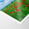 Plakat bez ramy 50x70 - Kolorowa łąka pełna maku - łąka, maki