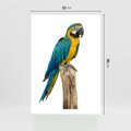 Plakat bez ramy 21x30 - Kolorowa papuga w locie - papuga, ptak
