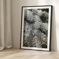Plakat w ramie 40x50 - Zima na Gałęziach - sosnowe gałęzie, igły - rama czarna