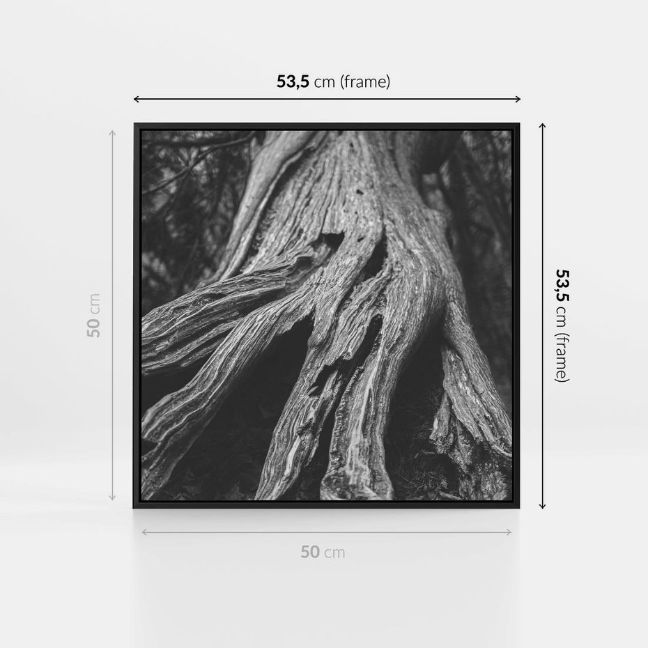 Obraz w ramie 50x50 - Siła Natury - czarno biała fotografia, korzenie wielkiego drzewa - rama czarna