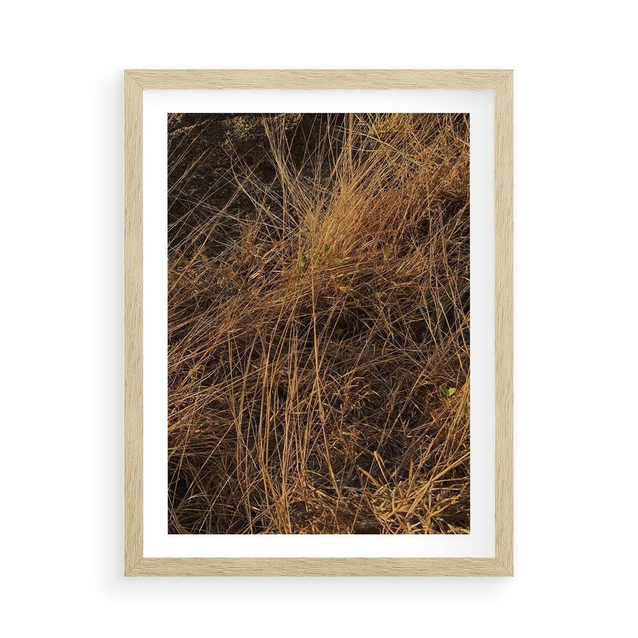 Plakat w ramie 50x70 - Szlachetna Suchość Traw - trawy, suche trawy - rama drewno