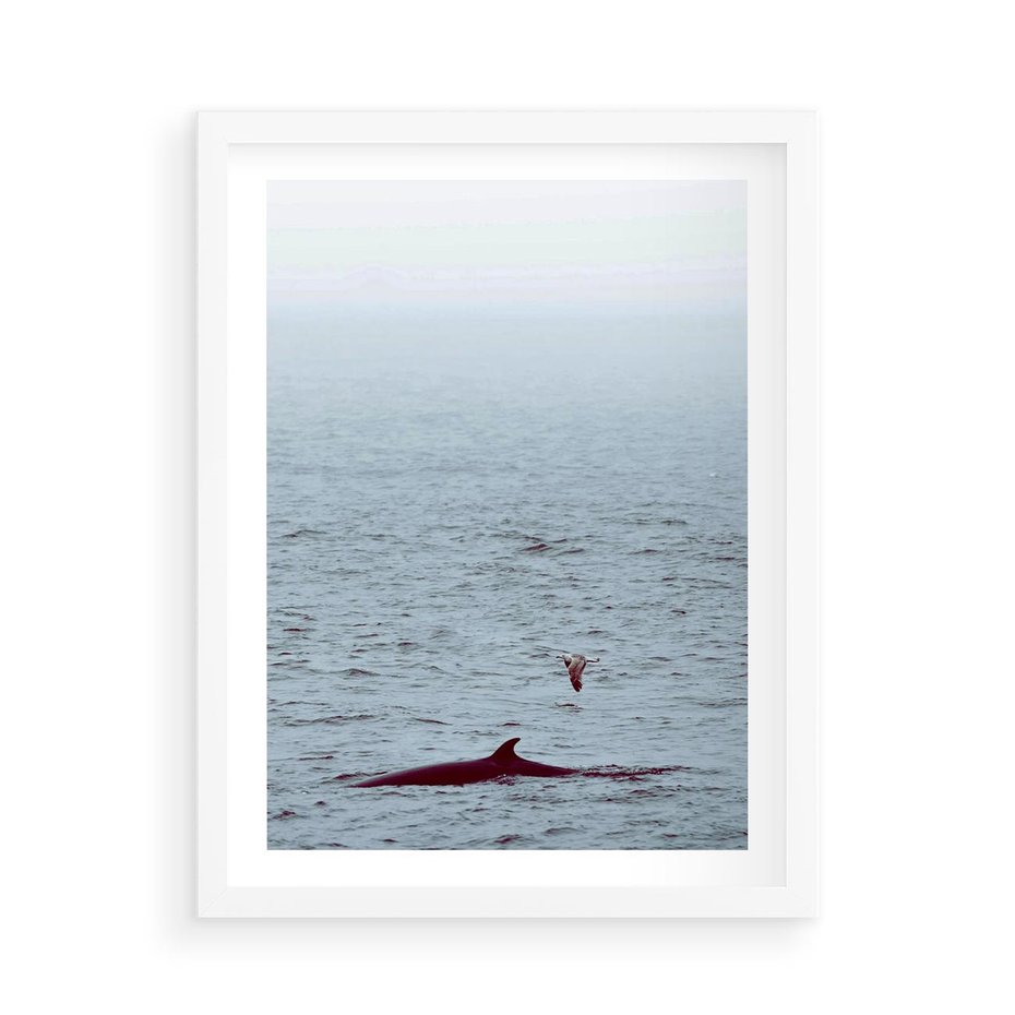 Plakat w ramie 50x70 - Spotkanie z Orką - morze, ocean - rama biała