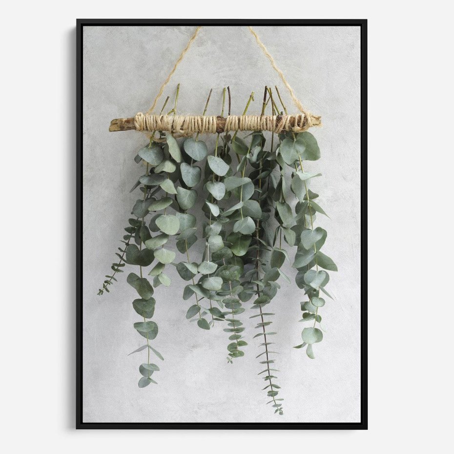 Obraz w ramie 70x100 - Uwodzicielska zieleń eukaliptusa - eukaliptus, zielone - rama czarna