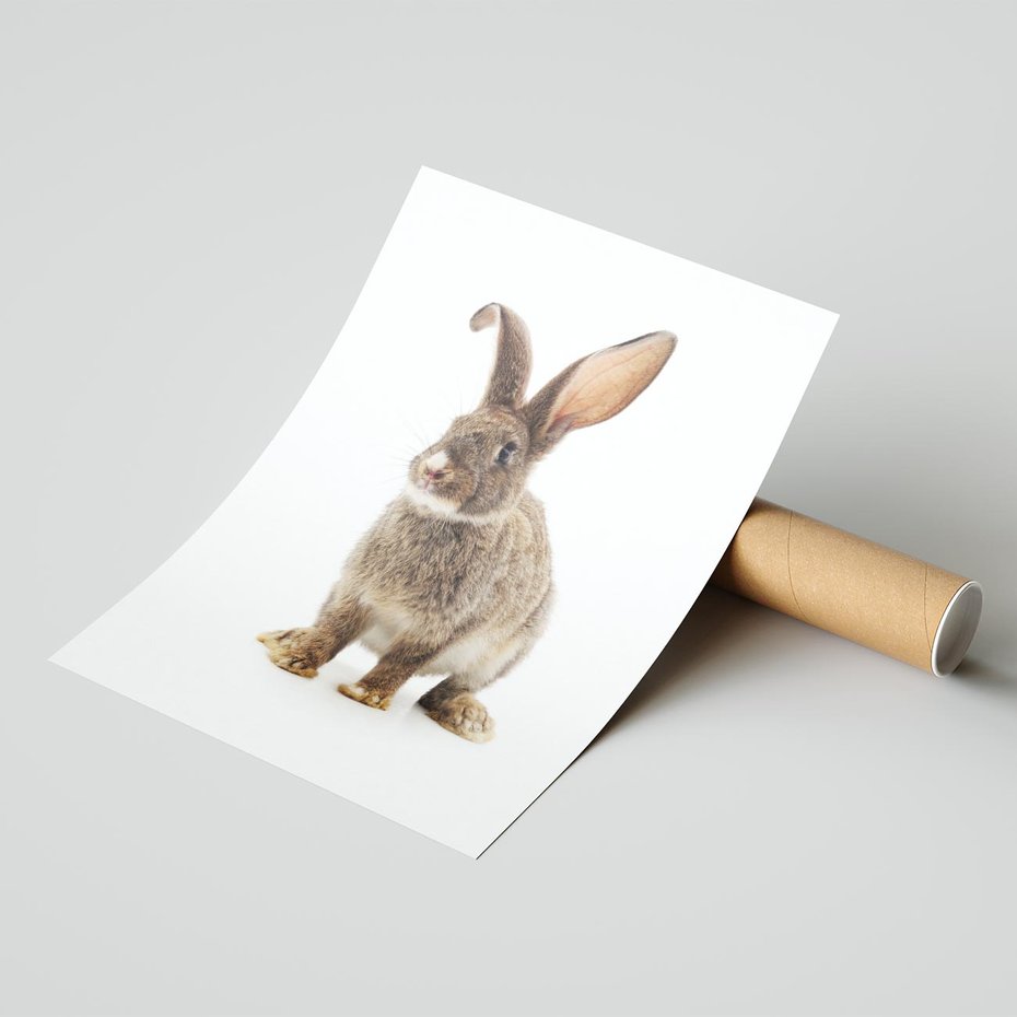 Plakat bez ramy 40x50 - Delikatna Zwierzęca Uroda - królik, zwierzę