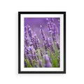 Plakat w ramie 30x40 - Urok lawendy - lawenda, kwiaty - rama czarna
