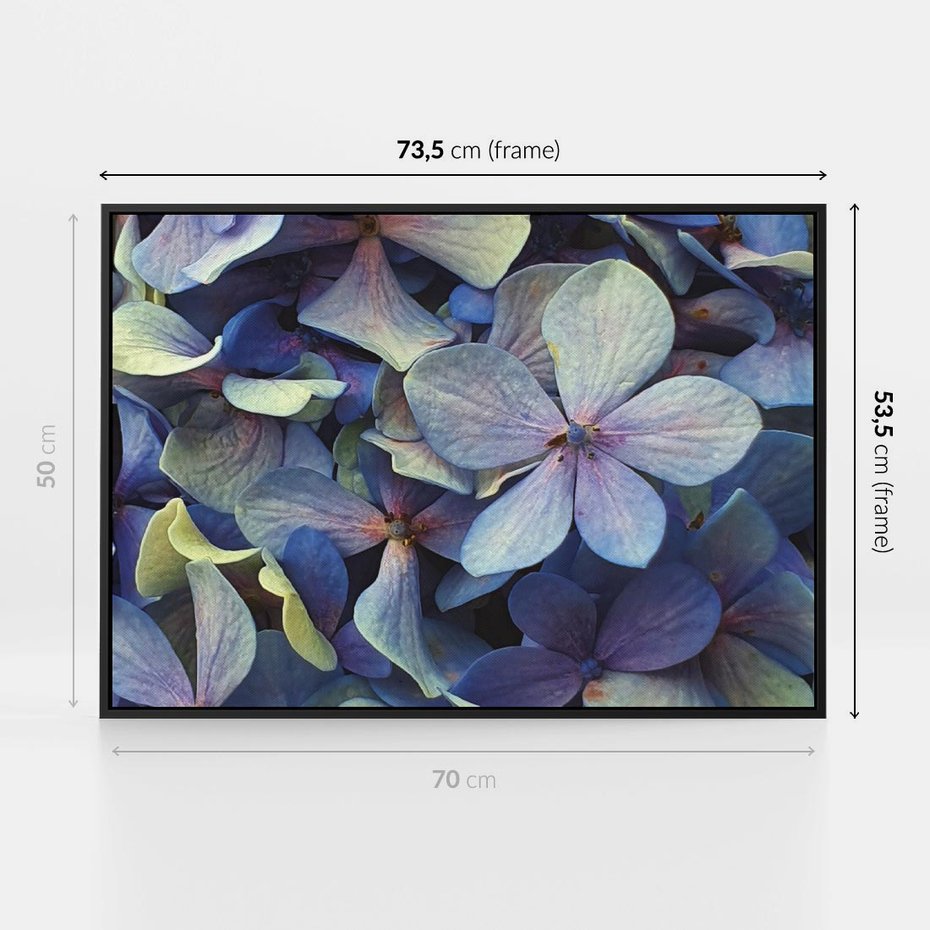 Obraz w ramie 70x50 - Hortensja - delikatność kwiatów - hortensja, kwiaty - rama czarna