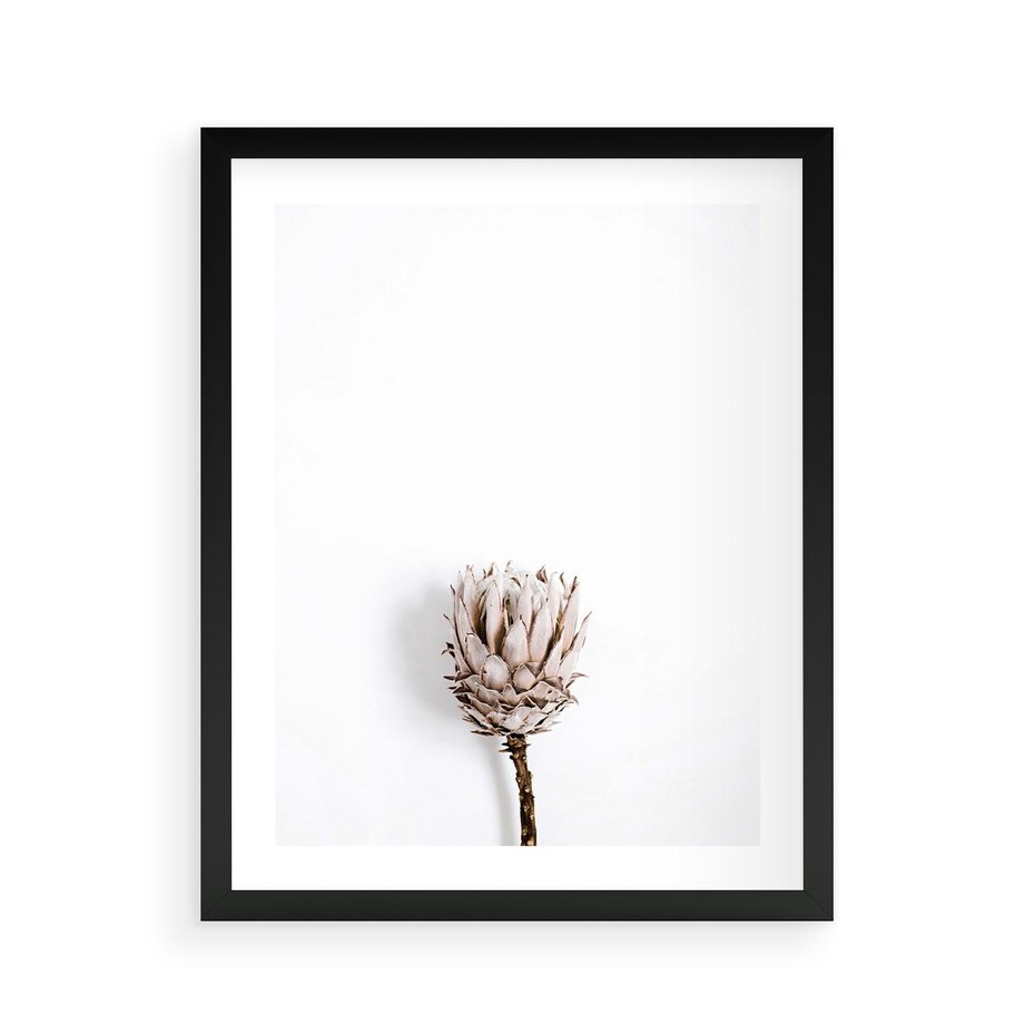 Plakat w ramie 40x50 - Suszona Roślina na Białym Tle - minimalizm, suszona roślina - rama czarna
