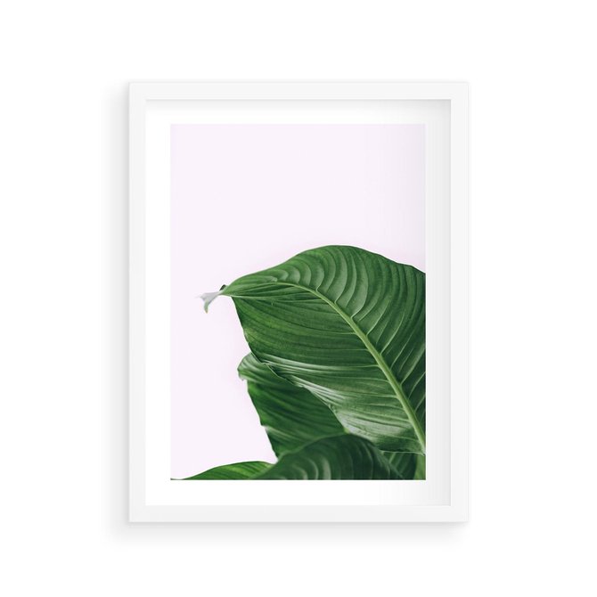 Plakat w ramie 30x40 - Zielone liście monstery - liście, monstera - rama biała