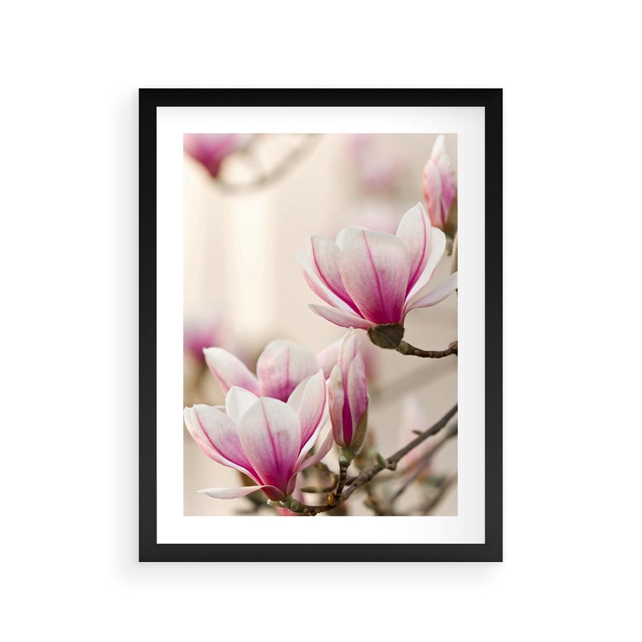 Plakat w ramie 30x40 - Urok Magnolii - magnolie, kwiaty - rama czarna