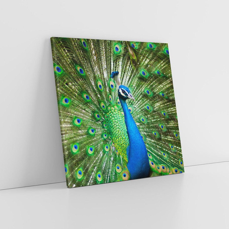 Obraz na płótnie 60x60 - Wspaniałość pawich piór - paw, pióra