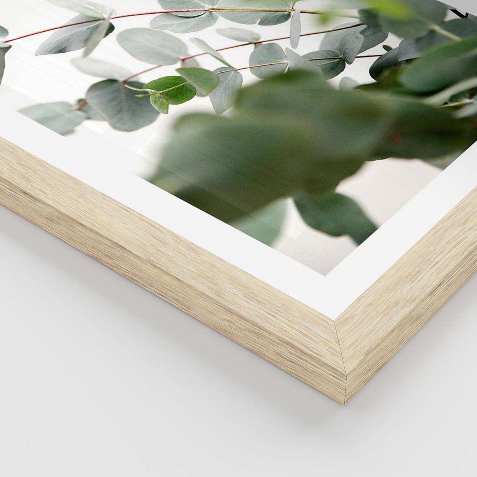 Plakat w ramie 40x50 - Zielony Świat Eukaliptusa - eukaliptus, fotografia - rama drewno