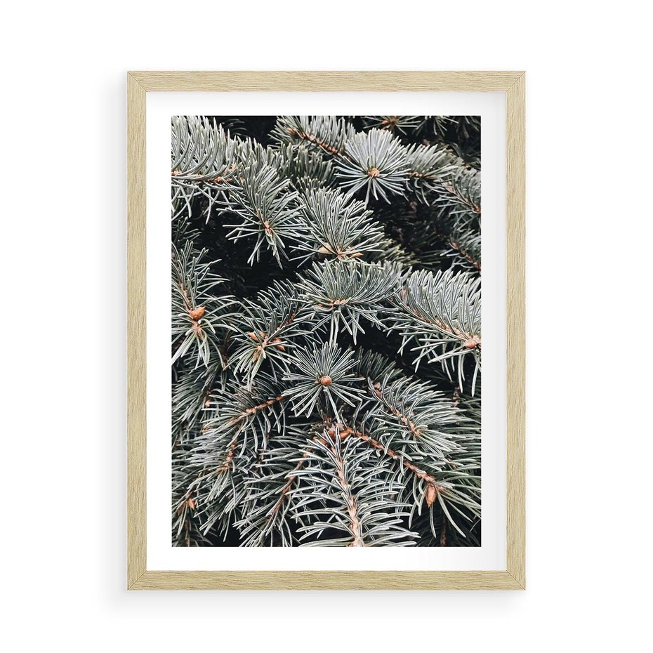 Plakat w ramie 50x70 - Zima na Gałęziach - sosnowe gałęzie, igły - rama drewno