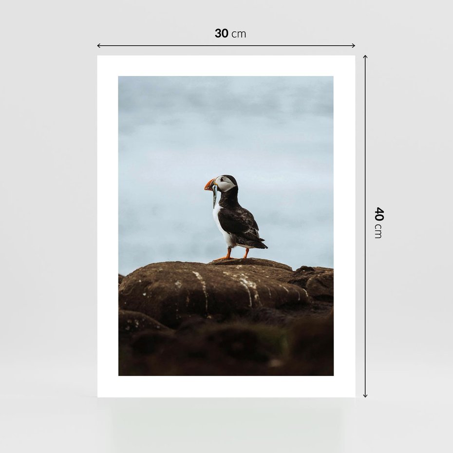Plakat bez ramy 30x40 - Portret Ptaka Morskiego - maskonur, ptak