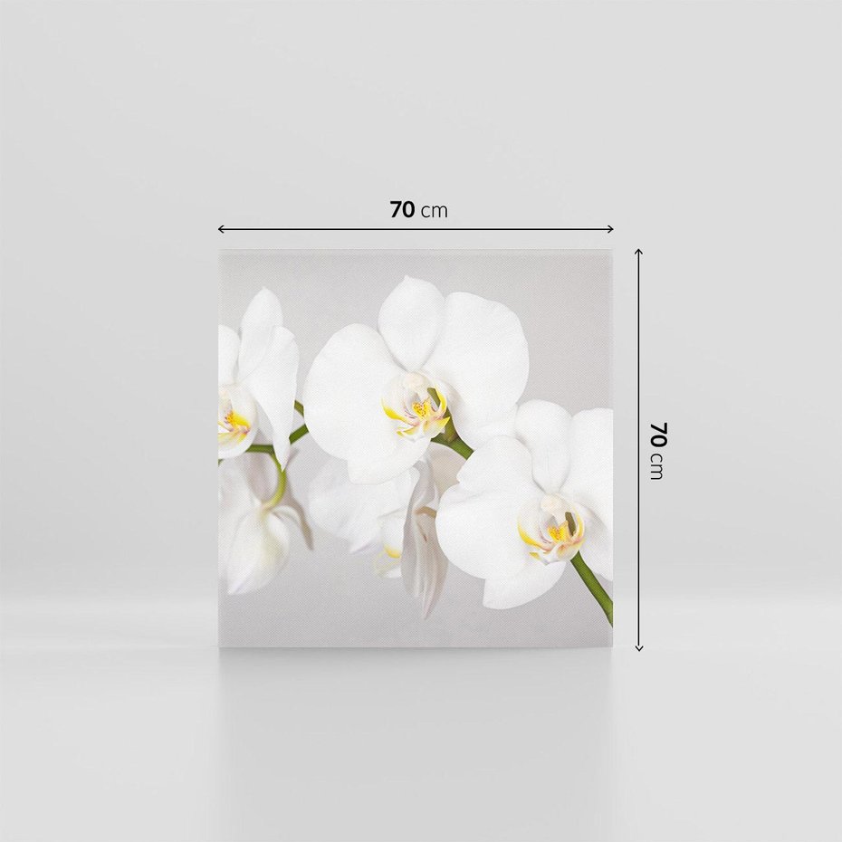 Obraz na płótnie 70x70 - kwiatowy urok - orchidea, kwiat