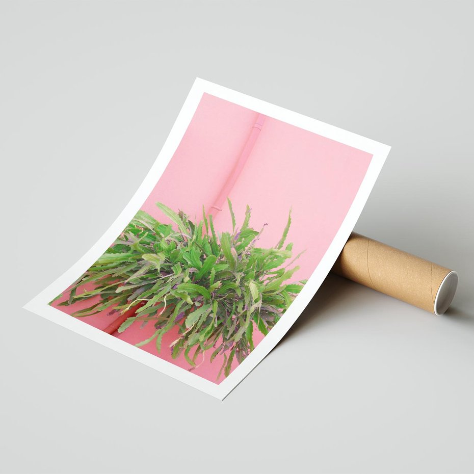 Plakat bez ramy 50x70 - Fotografia Rośliny z Różowym Tłem - fotografia, zielona roślina na tle różwj ściany