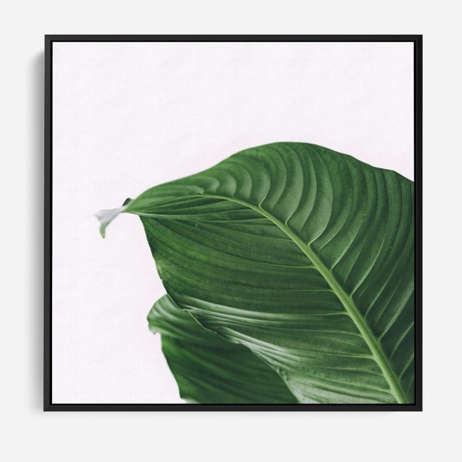 Obraz w ramie 50x50 - Zielone liście monstery - liście, monstera - rama czarna