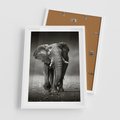 Plakat w ramie 50x70 - Majestatyczny słoń Afryki - słoń, Afryka - rama biała