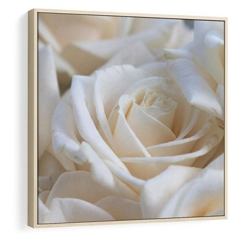 Obraz w ramie 80x80 - Białe róże piękności - białe, róże - rama drewno