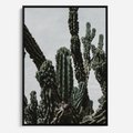 Obraz w ramie 70x100 - Boho oaza wśród kaktusów - kaktusy, pustynia - rama czarna
