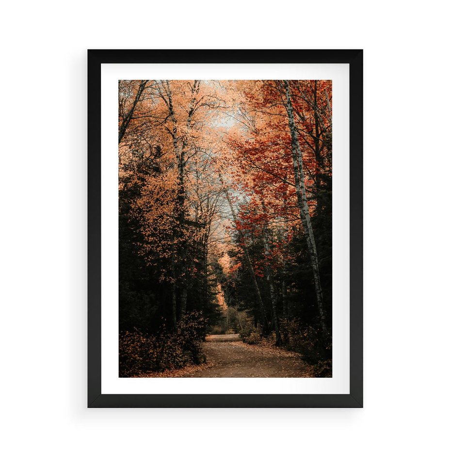 Plakat w ramie 50x70 - Drzewa w Czerwonych Liściach - las, jesienny las - rama czarna