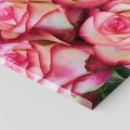 Obraz na płótnie 70x50 - Różany urok - kwiaty, róże