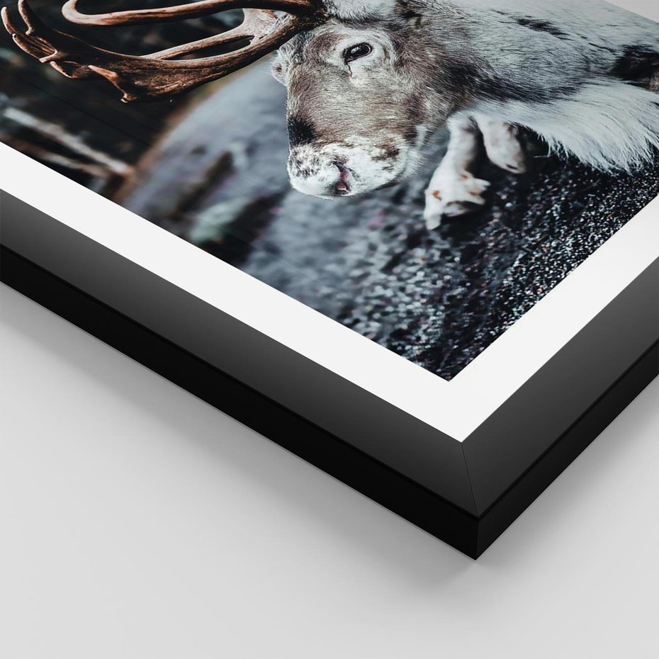 Plakat w ramie 30x40 - W Zimowej Krainie - renifer, zima - rama czarna