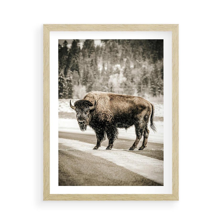 Plakat w ramie 50x70 - Spotkanie z Żubrem na Leśnej Drodze - żubr, las - rama drewno