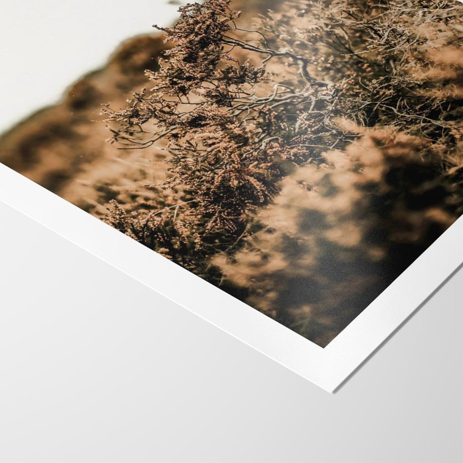 Plakat bez ramy 40x50 - Krajobraz W Naturze: Beże i Brązy - suche krzewy, natura