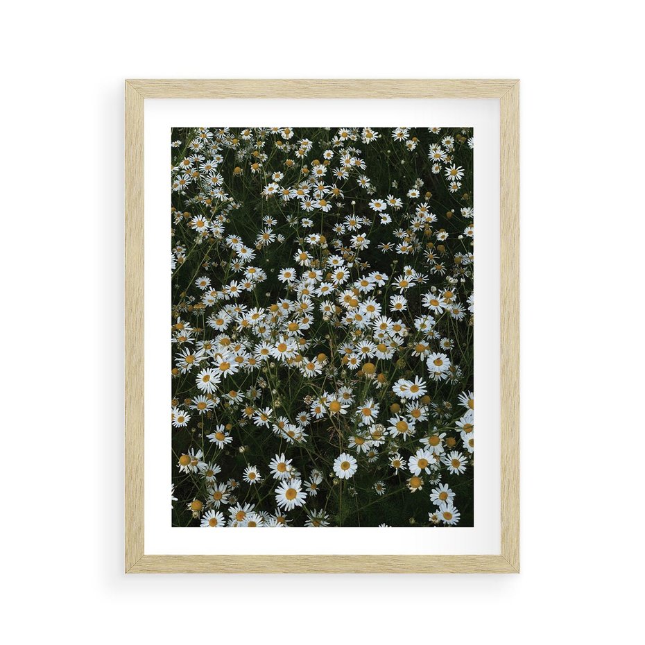 Plakat w ramie 40x50 - Stokrotkowa Idylla na Łące - łąka, stokrotki - rama drewno
