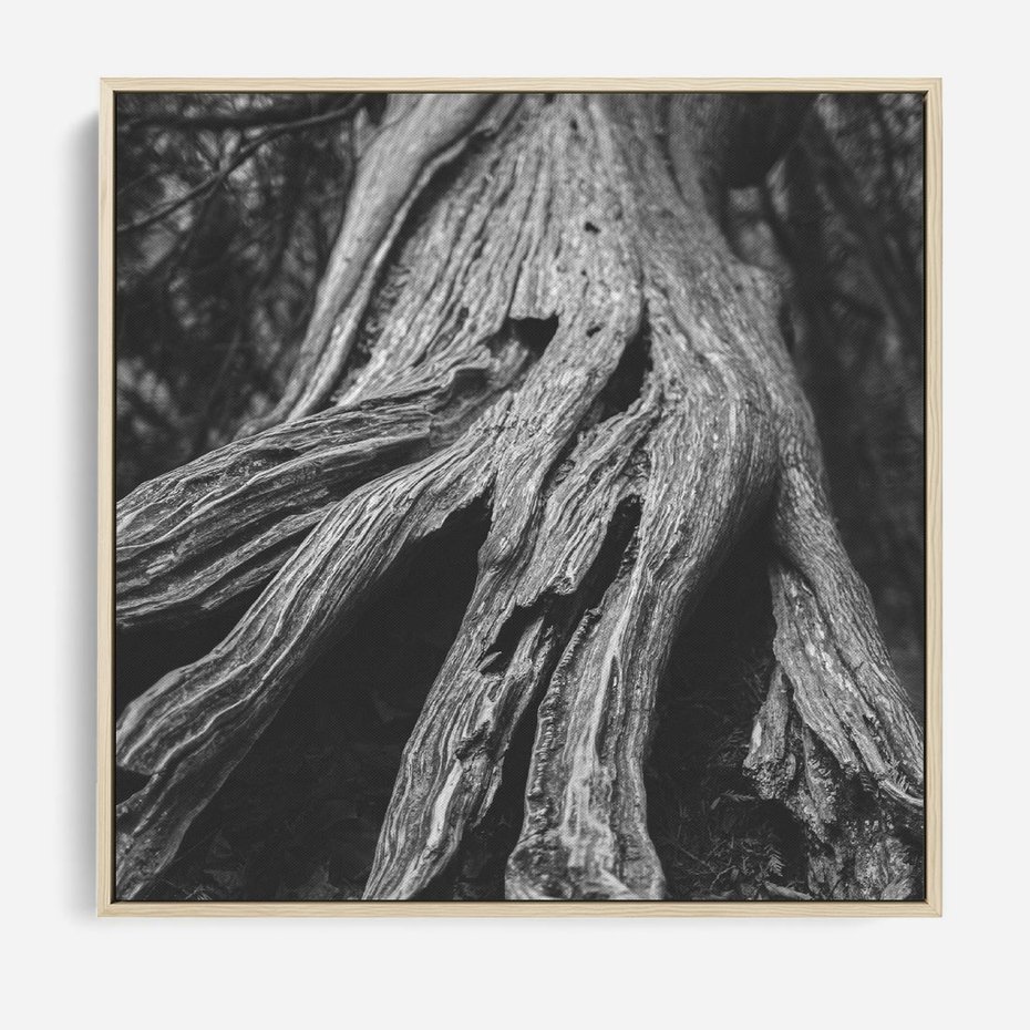 Obraz w ramie 80x80 - Siła Natury - czarno biała fotografia, korzenie wielkiego drzewa - rama drewno