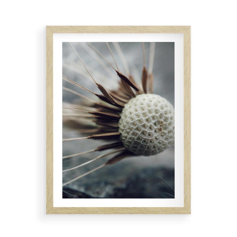 Plakat w ramie 50x70 - Makro Dmuchawiec - dmuchawiec, zbliżenie - rama drewno
