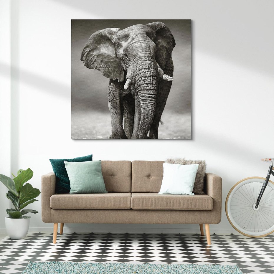 Obraz na płótnie 60x60 - Majestatyczny słoń Afryki - słoń, Afryka