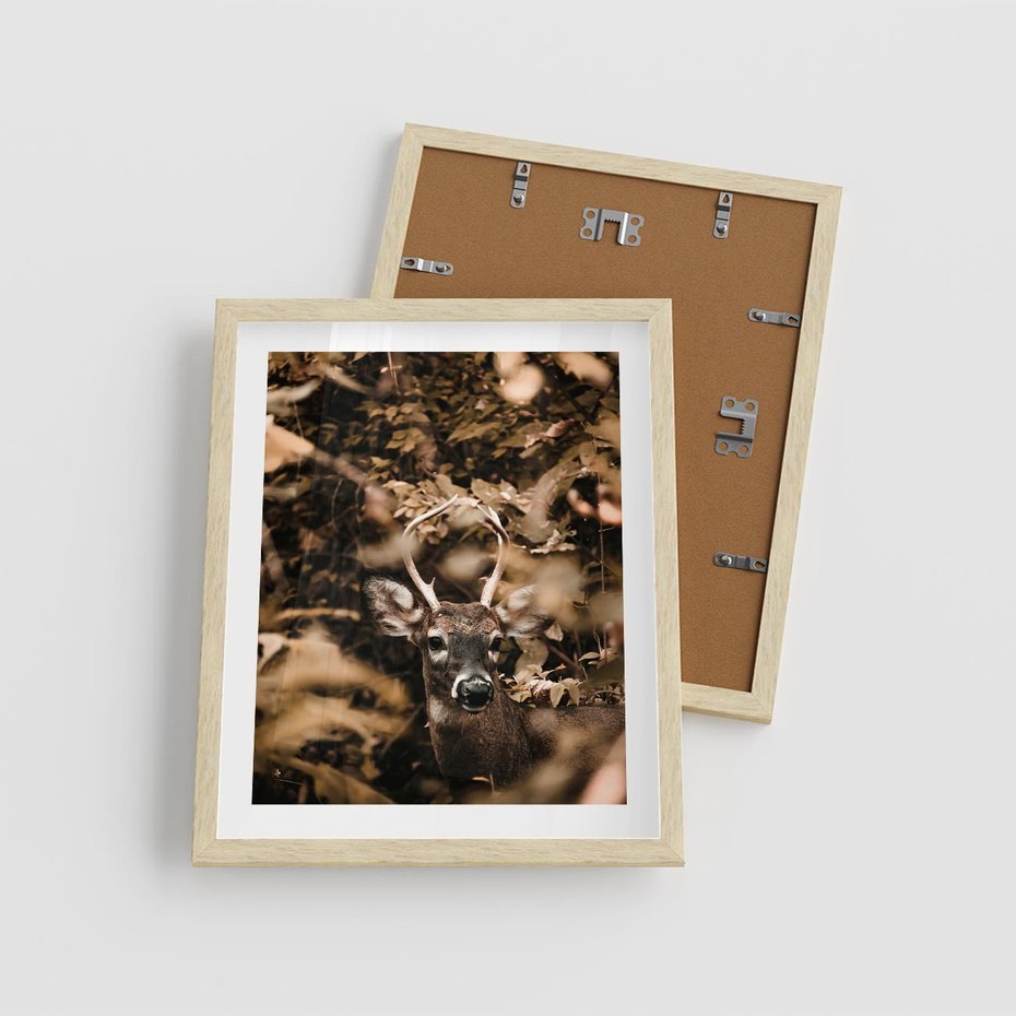 Plakat w ramie 40x50 - Jesienny Jeleń w Lesie - jeleń, w lesie - rama drewno
