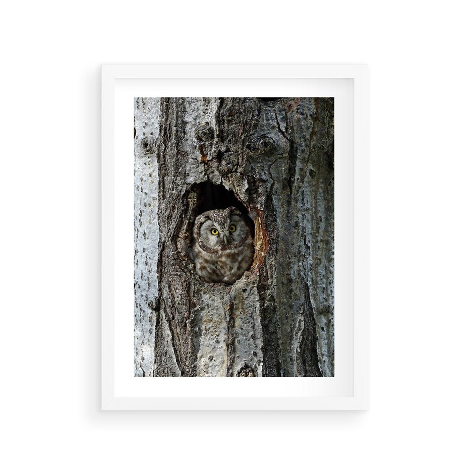 Plakat w ramie 30x40 - Tajemniczy W świecie Nocy - sowa, dziupla - rama biała