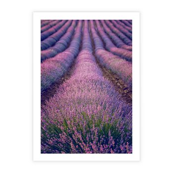 Plakat bez ramy 40x50 - Pole Lawendy w Pełnej Krasie - pole lawendy, kompozycja