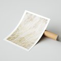 Plakat bez ramy 21x30 - Białe Trawy Pampas - suche trawy, białe trawy