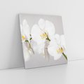 Obraz na płótnie 80x80 - kwiatowy urok - orchidea, kwiat
