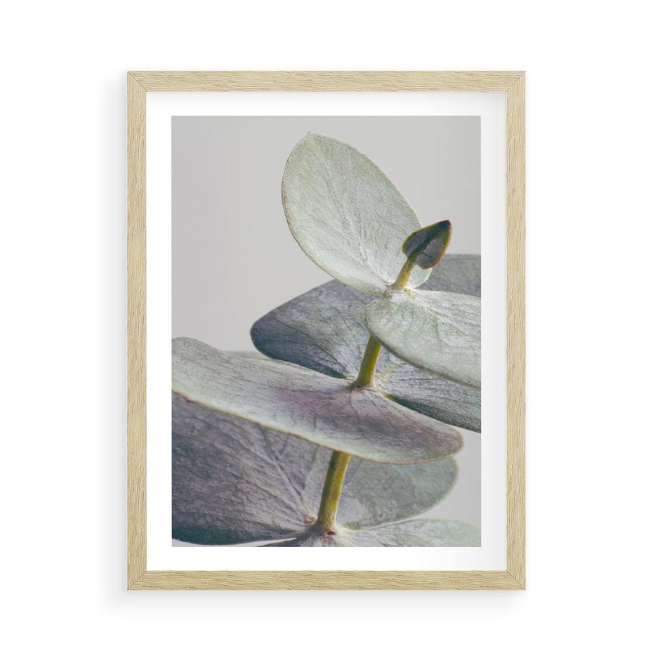 Plakat w ramie 50x70 - Zbliżenie Liści Eukaliptusa - eukaliptus, zbliżenie - rama drewno