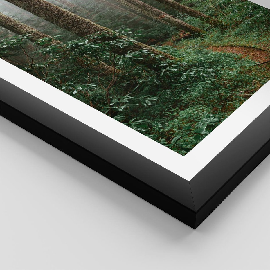 Plakat w ramie 30x40 - Mgliste Marzenia - artystyczna fotografia, las - rama czarna