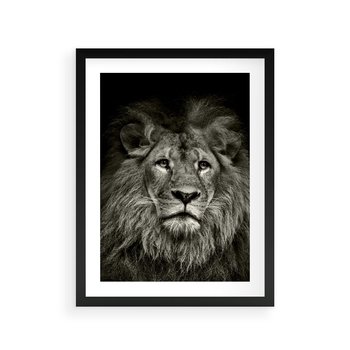Plakat w ramie 30x40 - Moc lewego spojrzenia - lew, czarno - rama czarna