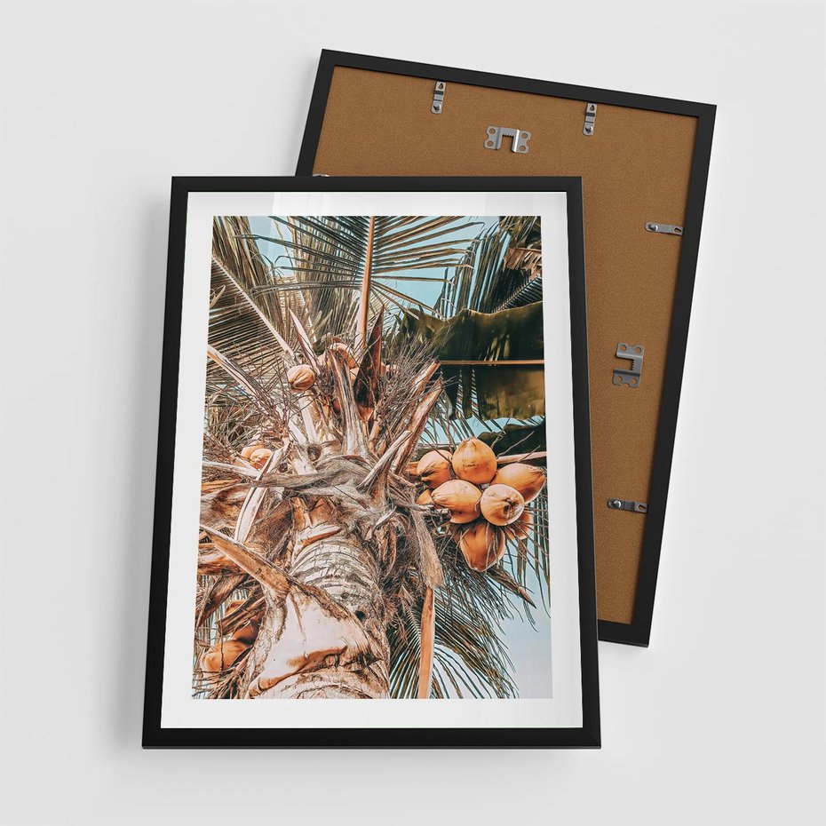 Plakat w ramie 50x70 - Tropikalna Palma: Fotografia z Kokosami - palma kokosowa, kokosy - rama czarna