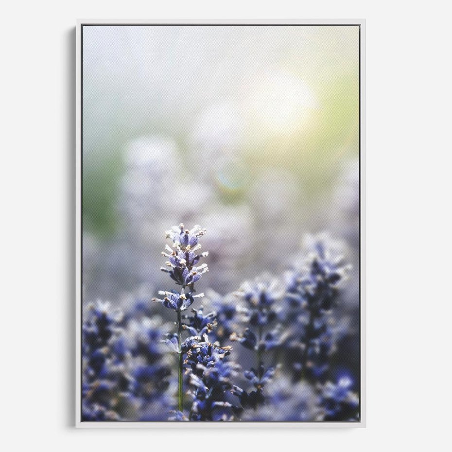 Obraz w ramie 80x120 - Delikatna Uroda Natury - wrzosy, fiolet - rama biała